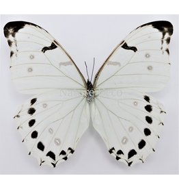 . Unmounted Morpho Luna