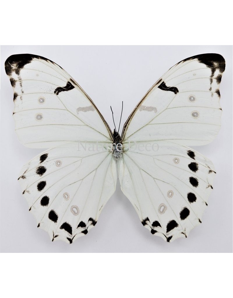 . Unmounted Morpho Luna