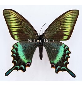 . Ongeprepareerde Papilio Maackii (lente)