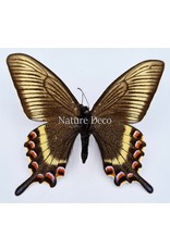 . Unmounted Papilio Maackii (spring)