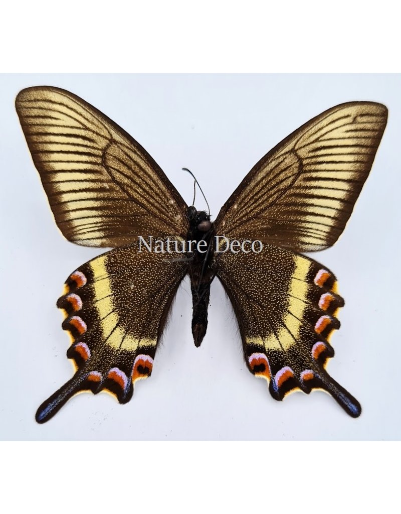 . Unmounted Papilio Maackii (spring)