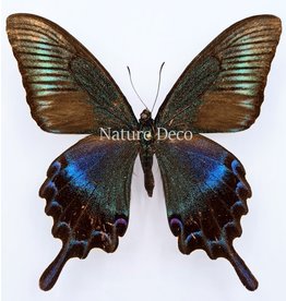 . Unmounted Papilio Maackii (summer)