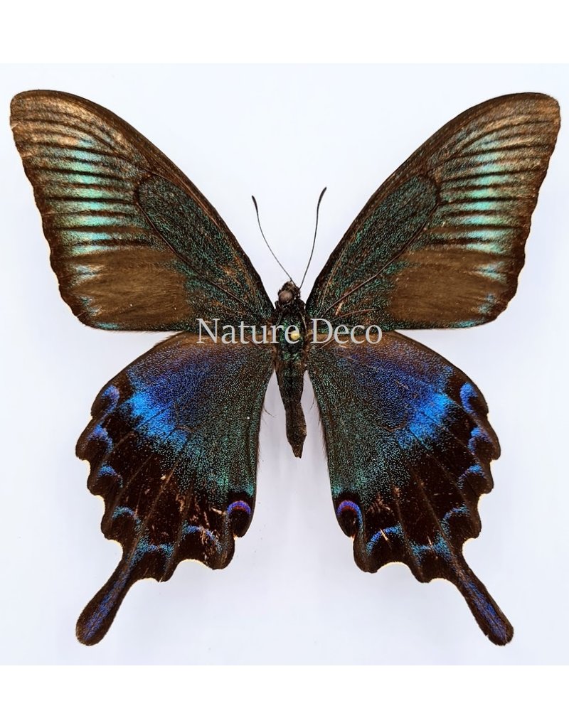 . Unmounted Papilio Maackii (summer)