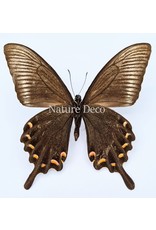 . Ongeprepareerde Papilio Maackii (zomer)