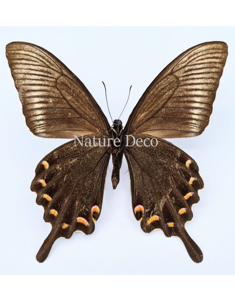 . Unmounted Papilio Maackii (summer)