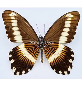 . Ongeprepareerde Papilio Gallienus