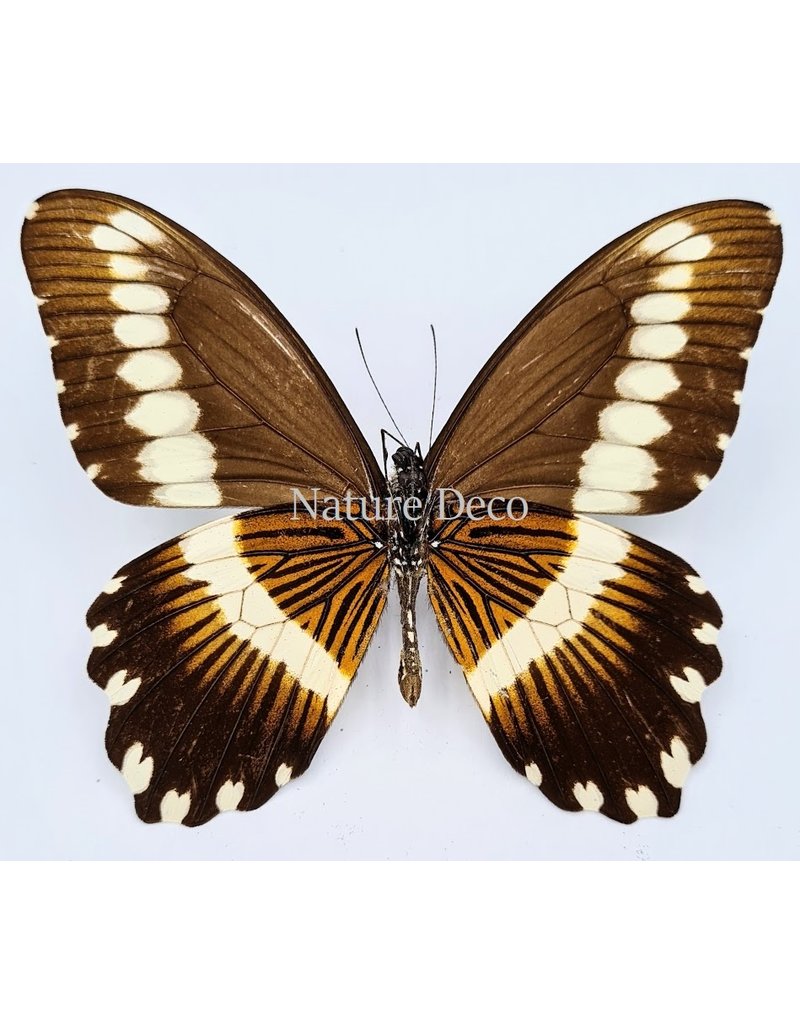 . Ongeprepareerde Papilio Gallienus