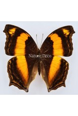 . Unmounted Yoma Sabina Nimbus