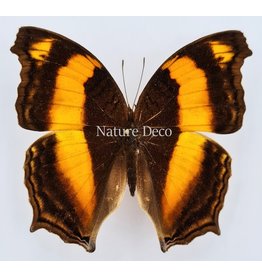 . Unmounted Yoma Sabina Nimbus