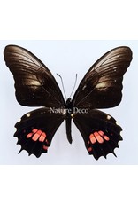 . Unmounted Papilio Isidorus