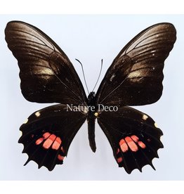 . Ongeprepareerde Papilio Isidorus