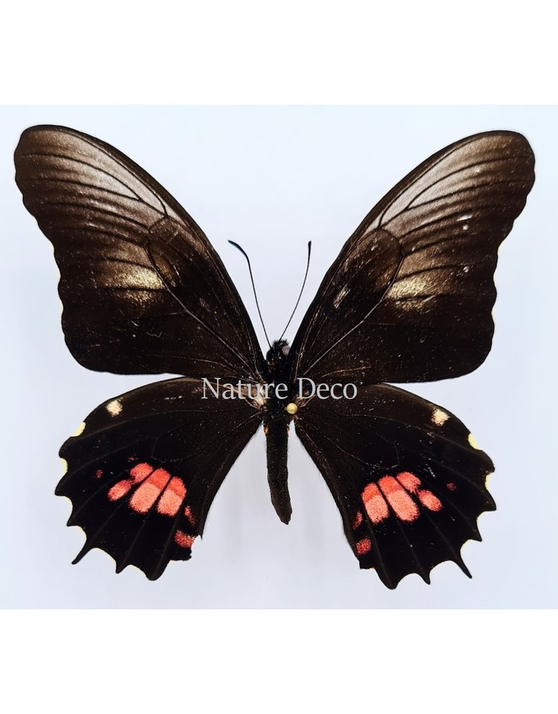 . Unmounted Papilio Isidorus