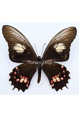 . Unmounted Papilio Isidorus