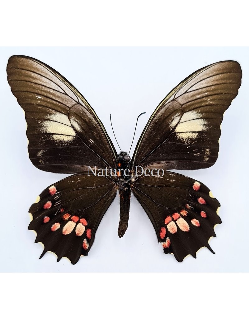 . Ongeprepareerde Papilio Isidorus