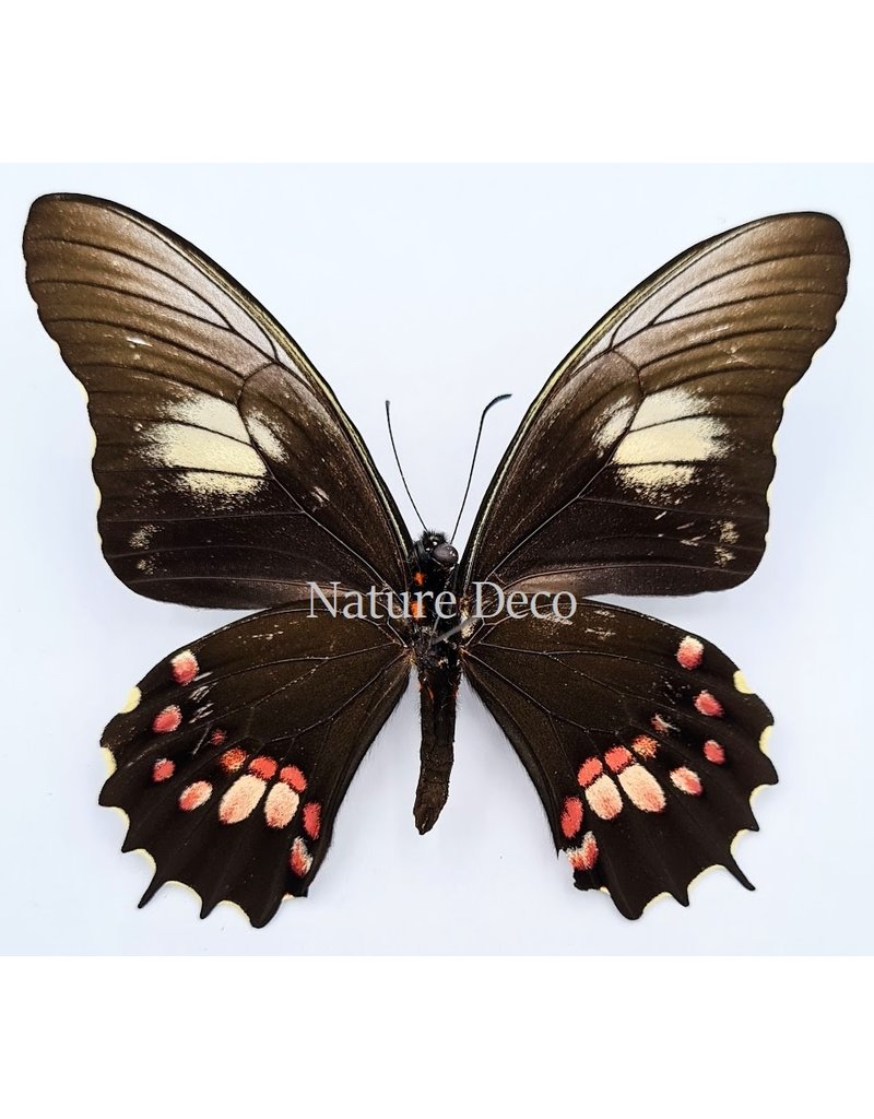 . Unmounted Papilio Isidorus