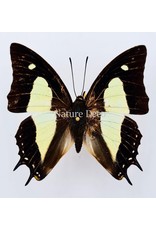 . Unmounted  Polyura Athamas