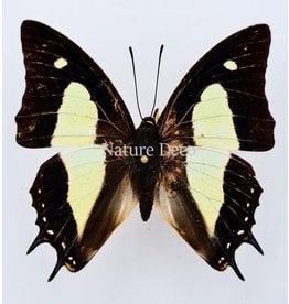 . Unmounted Polyura Athamas