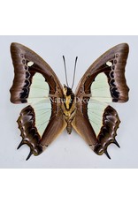 . Unmounted  Polyura Athamas