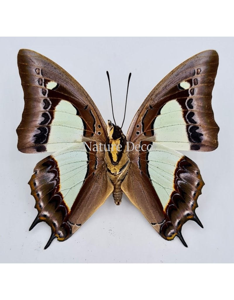 . Unmounted  Polyura Athamas