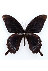 . Unmounted Papilio Deiphobus