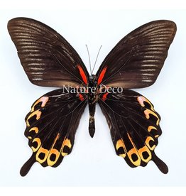 . Ongeprepareerde Papilio Deiphobus