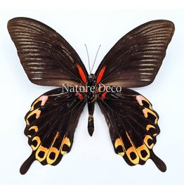 . Unmounted Papilio Deiphobus