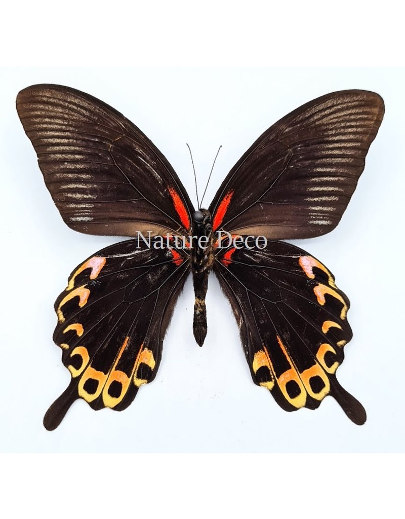 . Unmounted Papilio Deiphobus