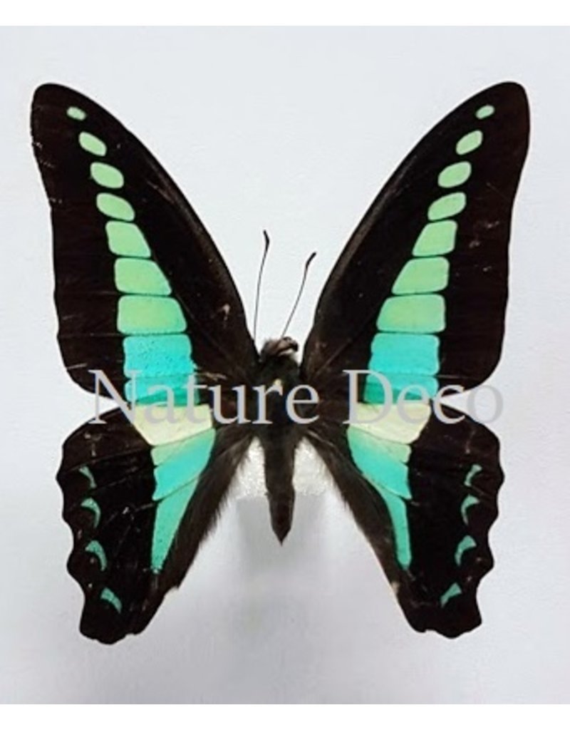 Nature Deco Oorbel druppel Sarpedon Graphium