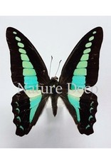 Nature Deco Earring hanging Graphium