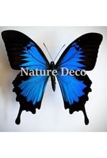 Nature Deco Keychain Ulysess