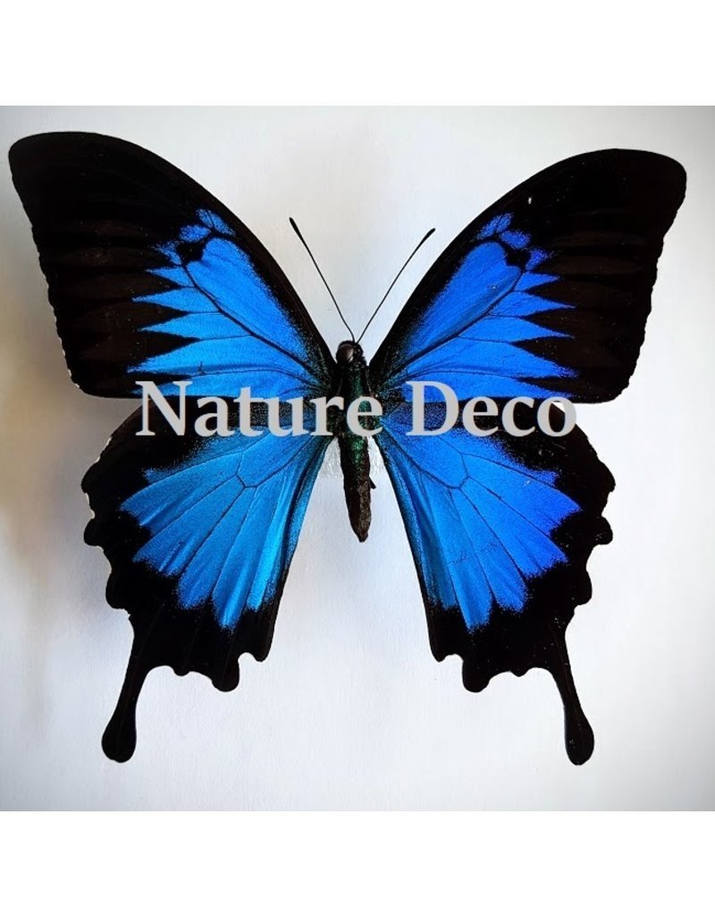 Nature Deco Keychain Ulysess