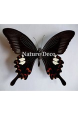 Nature Deco Keychain Helenus