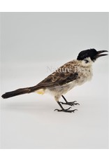 . Mounted Sooty bulbul