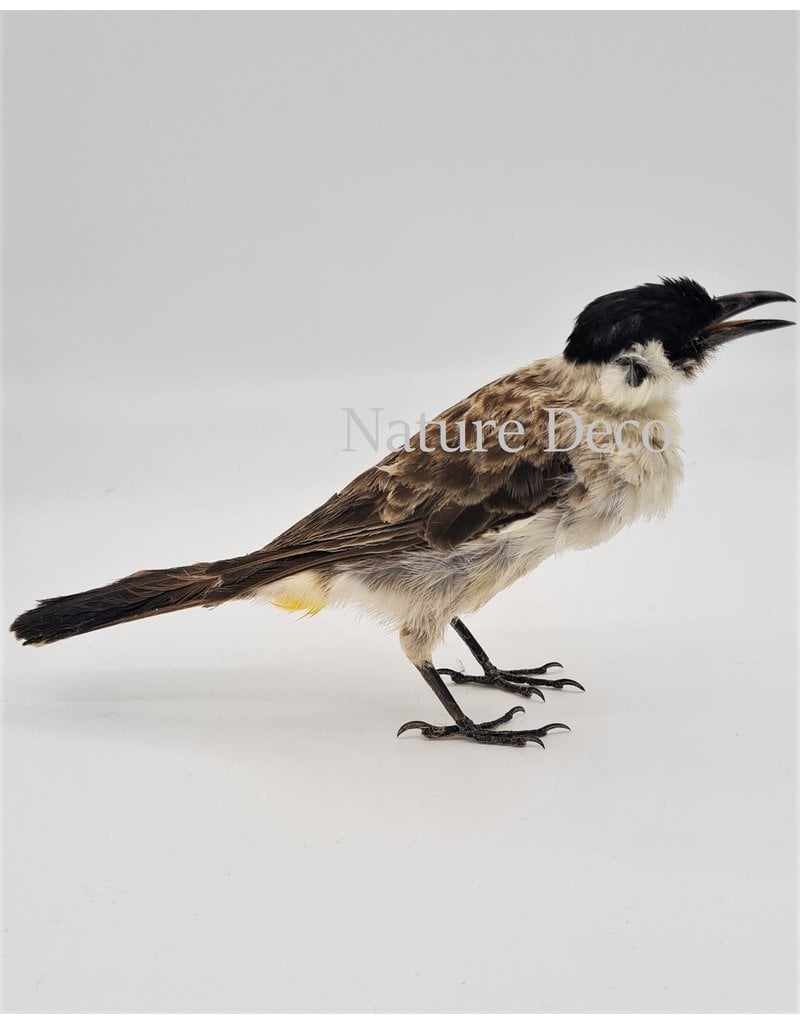 . Mounted Sooty bulbul