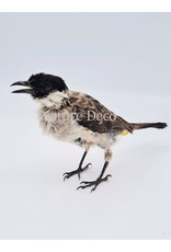 . Mounted Sooty bulbul