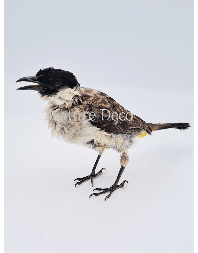 . Mounted Sooty bulbul