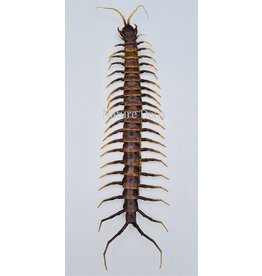 . (Un)mounted Scolopendridae Sulawesi (centipede)