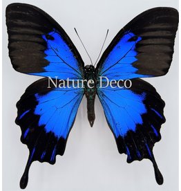 . Unmounted Papilio Ulysses Telegonus