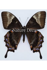 . Unmounted Papilio Ulysses Telegonus