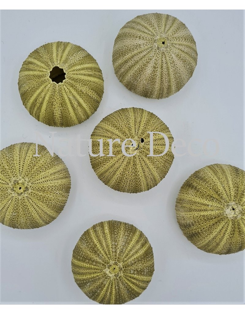 . Sea urchin green