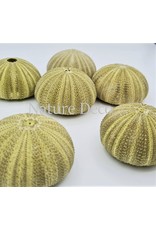 . Sea urchin green