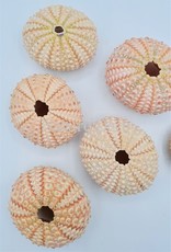 . Sea urchin pink