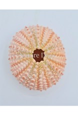 . Sea urchin pink