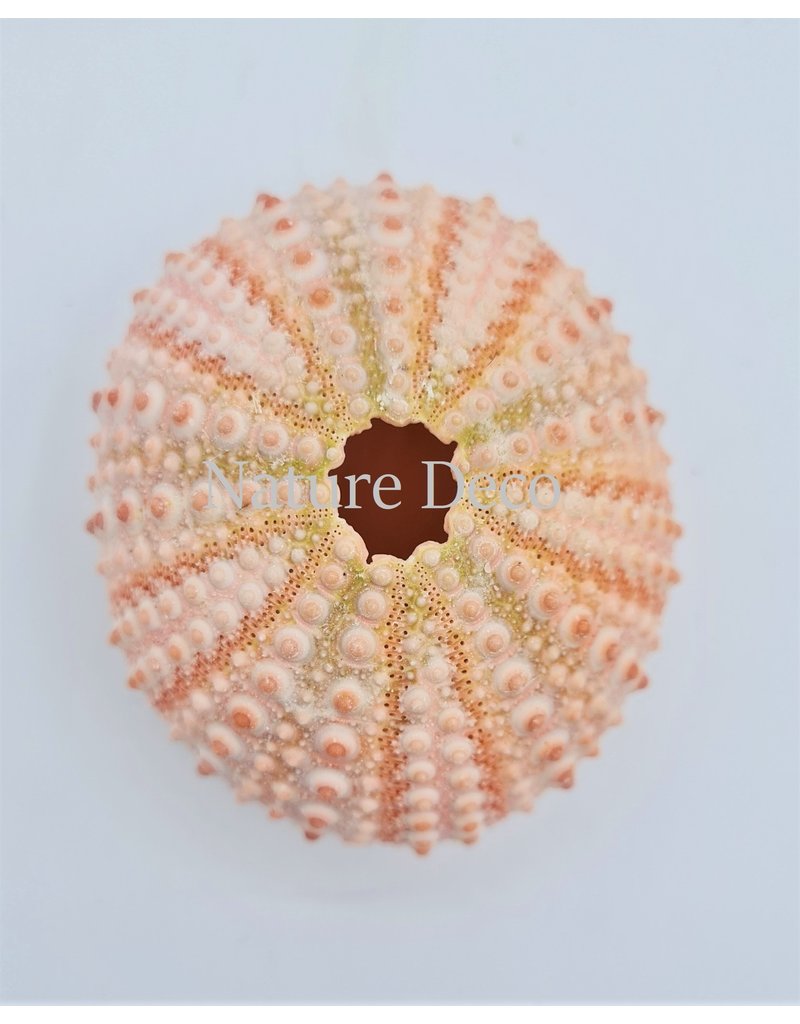 . Sea urchin pink