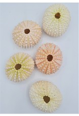 . Sea urchin mini