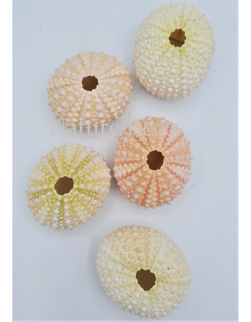 . Sea urchin mini