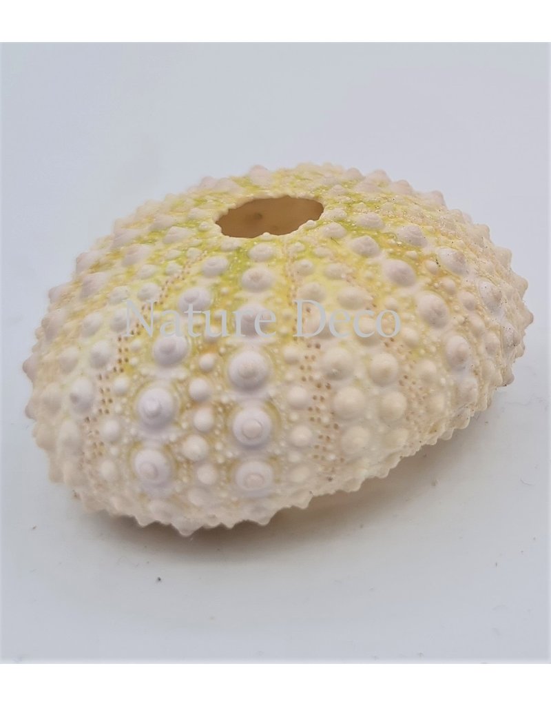 . Sea urchin mini