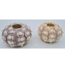 Mipcase 5 Stuks Zee-egel Schelp Tafeldecoratie Luchtplant Pot Aquarium Ornament Zee-egel Woondecoratie Knutsel Accessoires