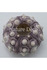 . sea ​​urchin purple