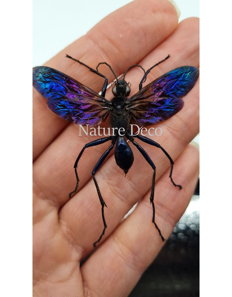 . (Un)mounted  Chalybion Californicum (mud wasp)